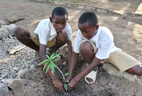 Juma and Paschal planting trees
